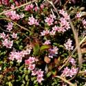Kalmia procumbens in bloom. Bright pink flowers are bell shaped with five lobes.